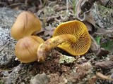Cortinarius croceus image