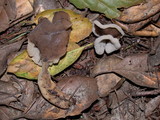 Helvella compressa image