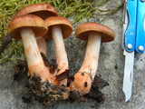 Cortinarius rubrobasalis image