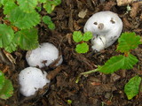 Cortinarius holojanthinus image