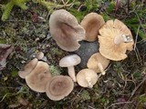 Lactarius mammosus image