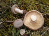 Lactarius mammosus image