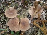 Lactarius mammosus image