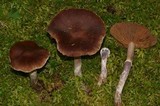 Cortinarius evernius image