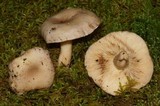 Lactarius vietus image