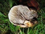 Gomphidius oregonensis image