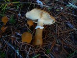 Cystoderma fallax image