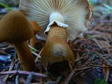 Cystoderma fallax image