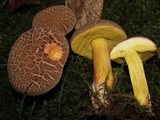 Boletus chrysenteron image