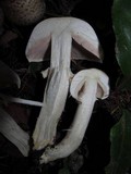 Agaricus hondensis image
