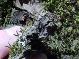 Parmeliella triptophylla image