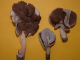 Helvella compressa image