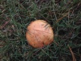 Suillus brevipes image