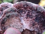 Fomitopsis cajanderi image