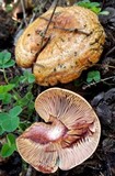 Lactarius rubrilacteus image