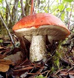 Leccinum manzanitae image