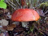 Leccinum manzanitae image