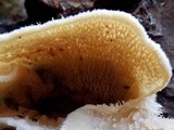 Merulius tremellosus image