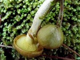 Suillus umbonatus image