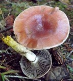 Gomphidius subroseus image