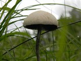Panaeolus cyanescens image