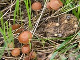 Psilocybe coprophila image