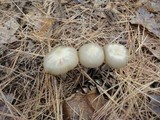 Entoloma rhodopolium image