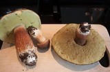 Boletus fibrillosus image