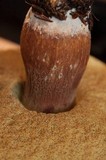 Boletus fibrillosus image
