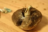 Tylopilus sordidus image