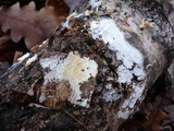 Athelia salicum image