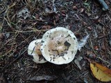 Hebeloma cylindrosporum image