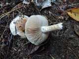 Hebeloma cylindrosporum image