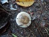 Hebeloma cylindrosporum image