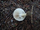 Hebeloma cylindrosporum image