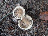 Hebeloma cylindrosporum image