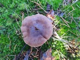Tricholoma imbricatum image