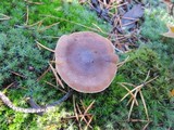 Tricholoma imbricatum image