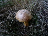 Aureoboletus gentilis image