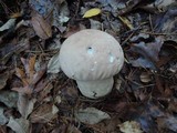 Calvatia craniiformis image