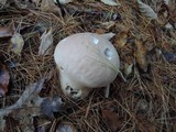 Calvatia craniiformis image