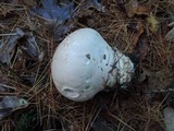 Calvatia craniiformis image