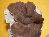 Helvella compressa image