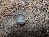 Helvella macropus image