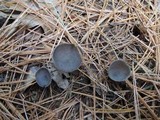 Helvella macropus image