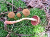 Cortinarius semisanguineus image
