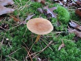 Cortinarius semisanguineus image