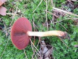 Cortinarius semisanguineus image