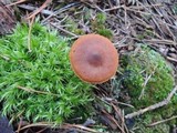 Cortinarius cinnamomeus image