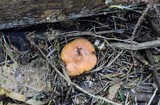 Lactarius deliciosus var. olivaceosordidus image